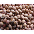 Huanan Skb Speckled Kidney Bean (RUND)